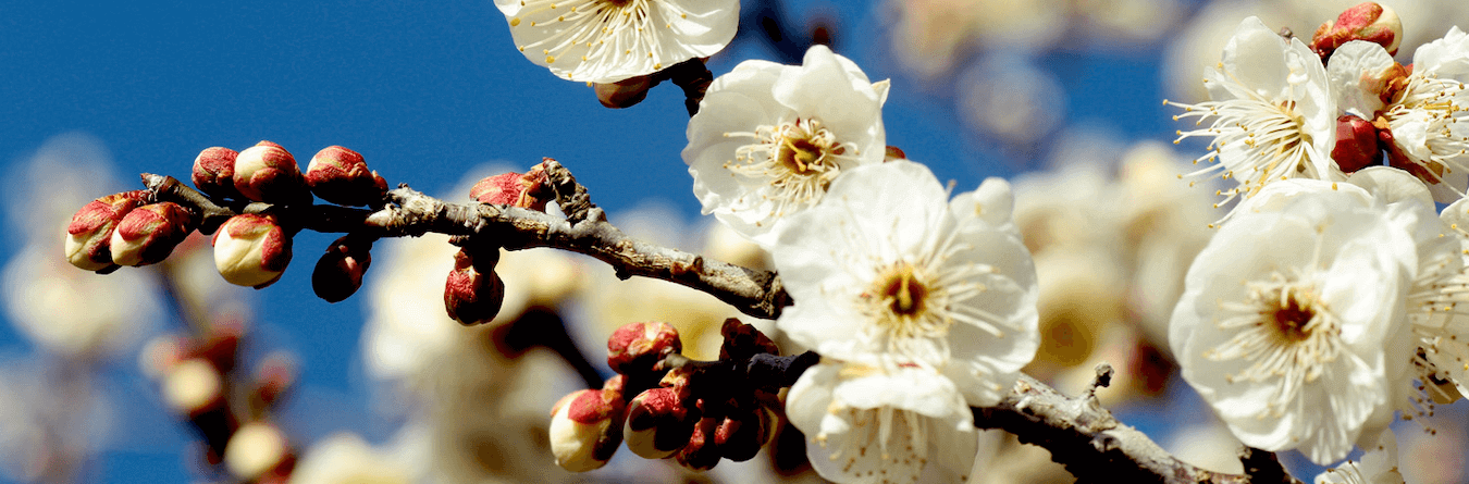 flowers in spring