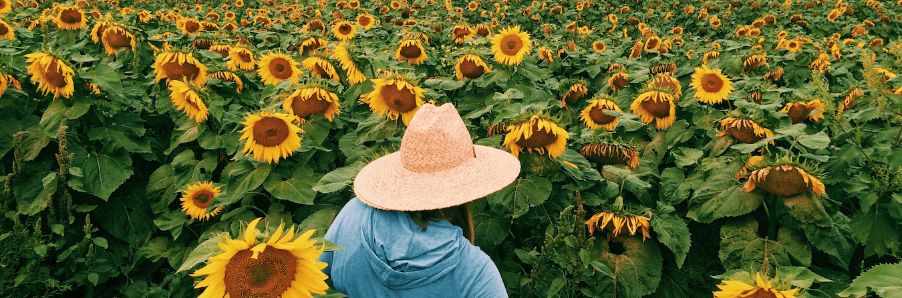 sunflower field