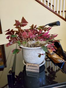 Shamrock plant in white vase