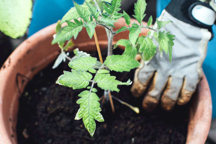 planting tomato plant in pot